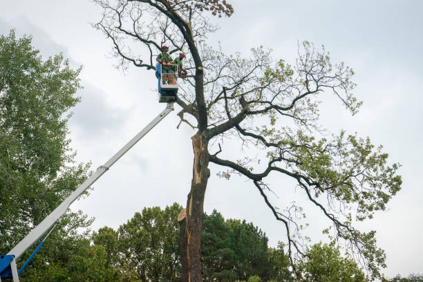 Best Emergency Tree Removal  in Fox Island, WA